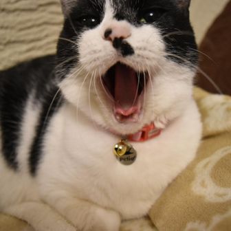 猫捜索隊