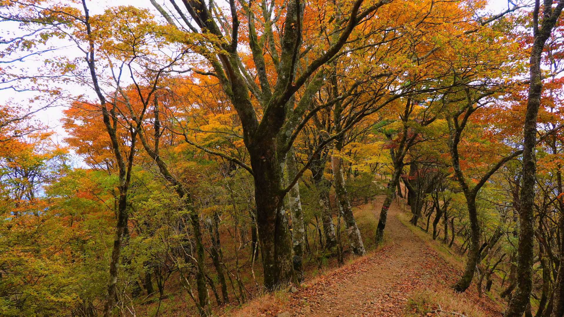 素晴らしい秋山