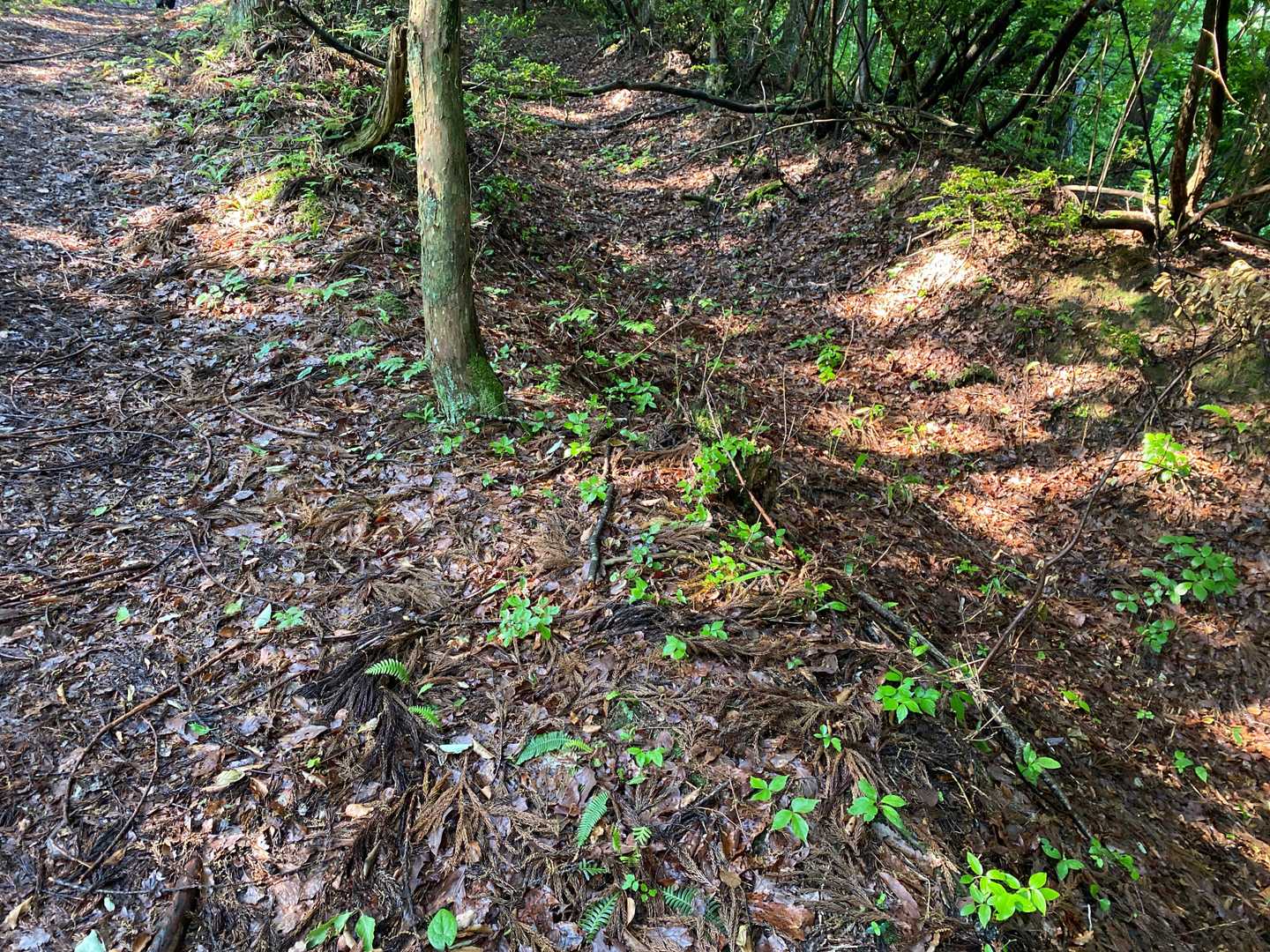 隣はくぼんだ旧道かな。