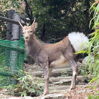 まるでエゾジカに見えますがニホンジカだそうです