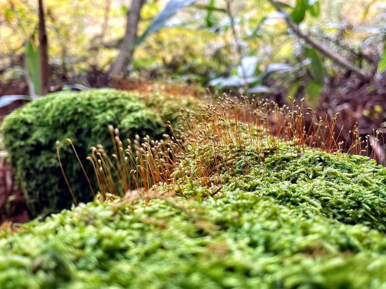 苔ちゃんかわいい😍