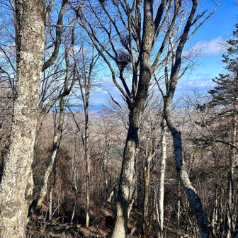 木が邪魔ですが、町と海が見えてます🤣