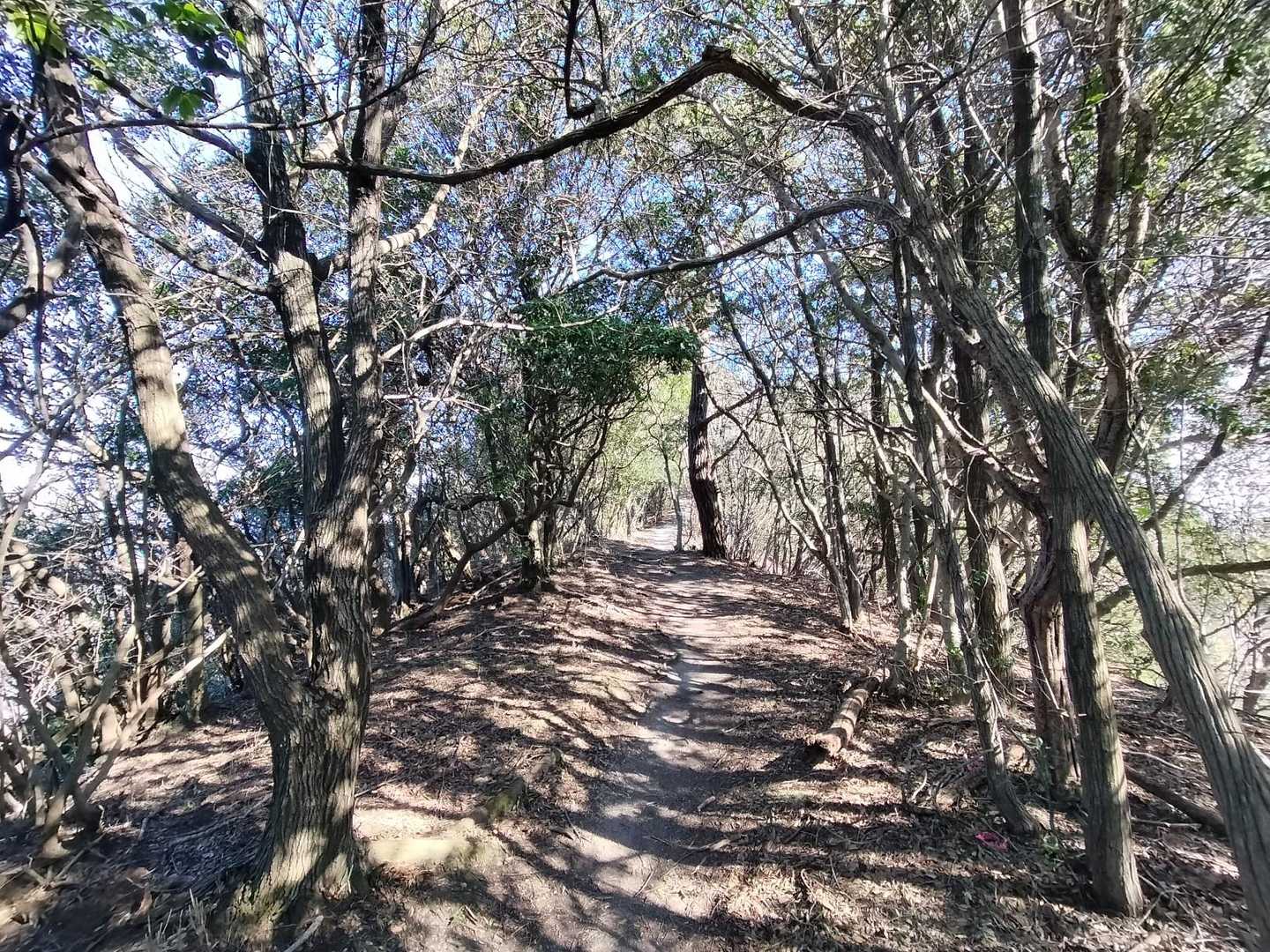 海が近くなりウバメガシの尾根道が続きます。
めっちゃ気持ちよく歩けます。