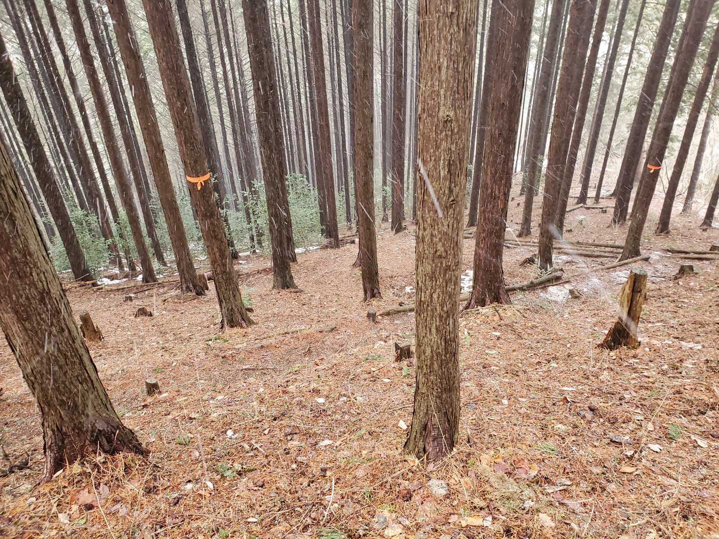 けっこう白くなってきた😅