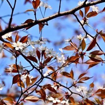 山桜❤️
大満足の登山でした😁👍