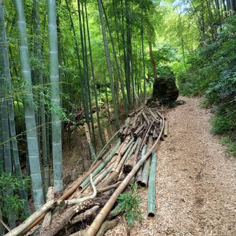 中学校で習った「風情がある」というフレーズの多義性が今は許せる。めんどくさがり屋になっただけ😑

むしっとするので獅子ヶ谷におりましょ（初めてだけどね）
