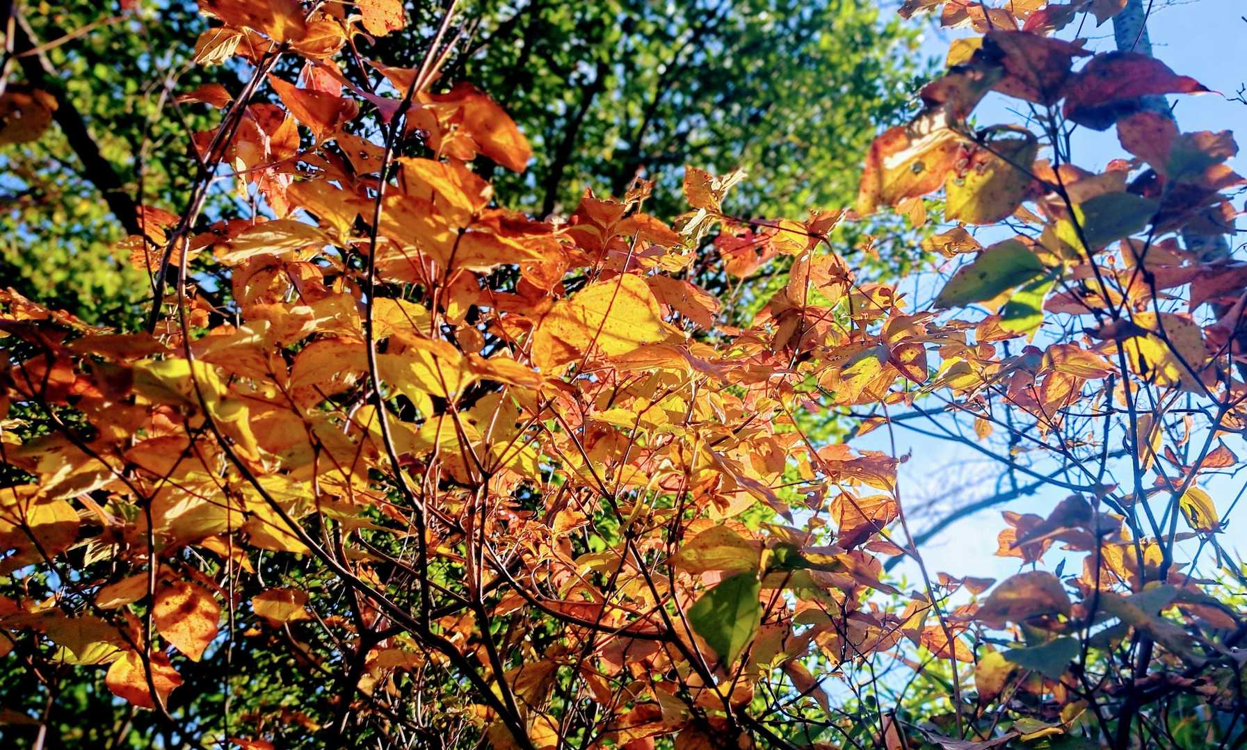 キラキラ黄葉🍁