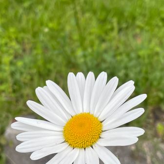たちつてとン子