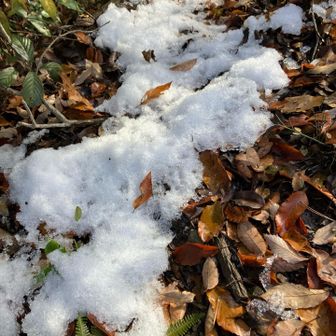 道脇に残ってた❄️