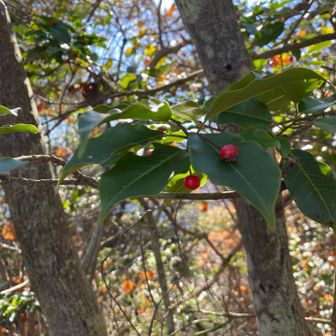 クリスマスっぽい