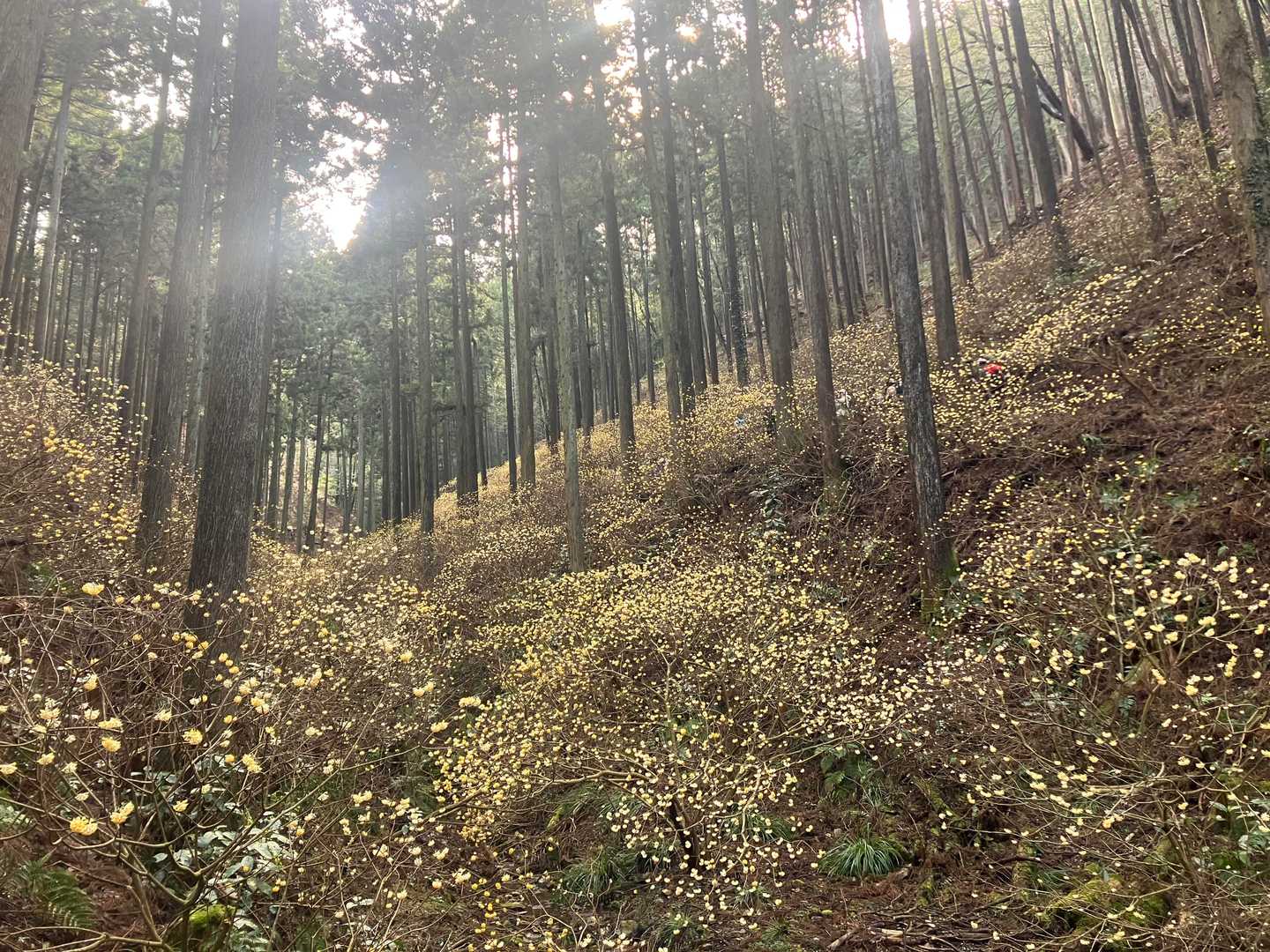 遊歩道出口付近からの景色。