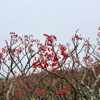 ナナカマド🍒