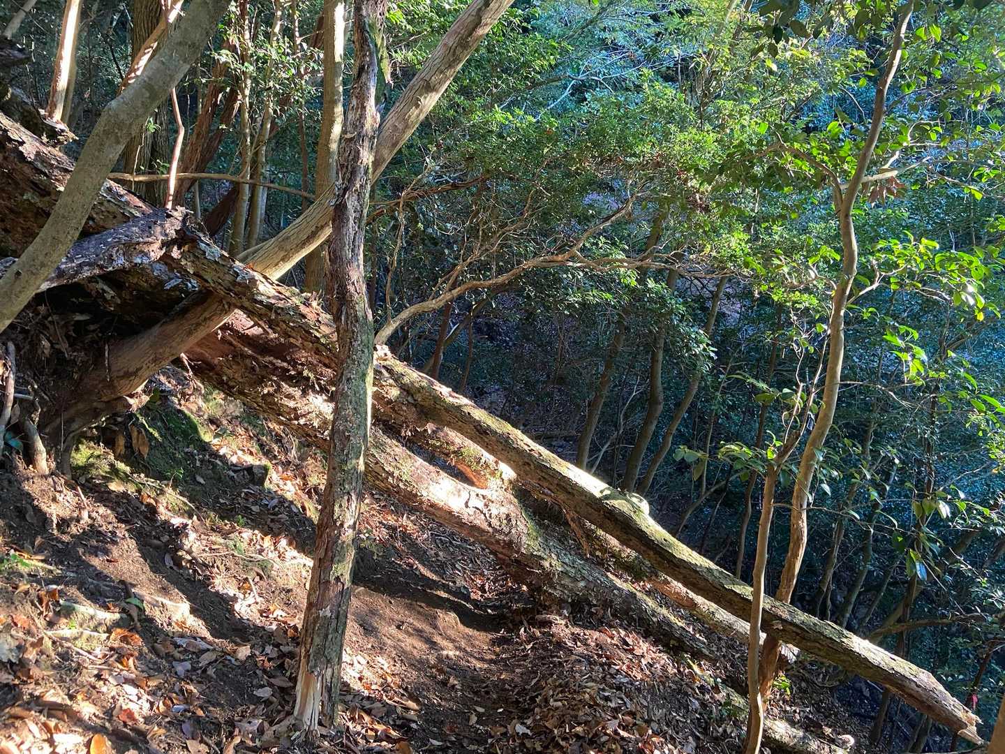 倒木何箇所かあり