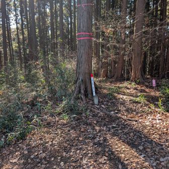 歩いてる時に気づかなかった山標💦
写真見返したら上の方にありました😅