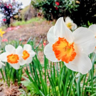 口紅水仙て名前なのね🤭