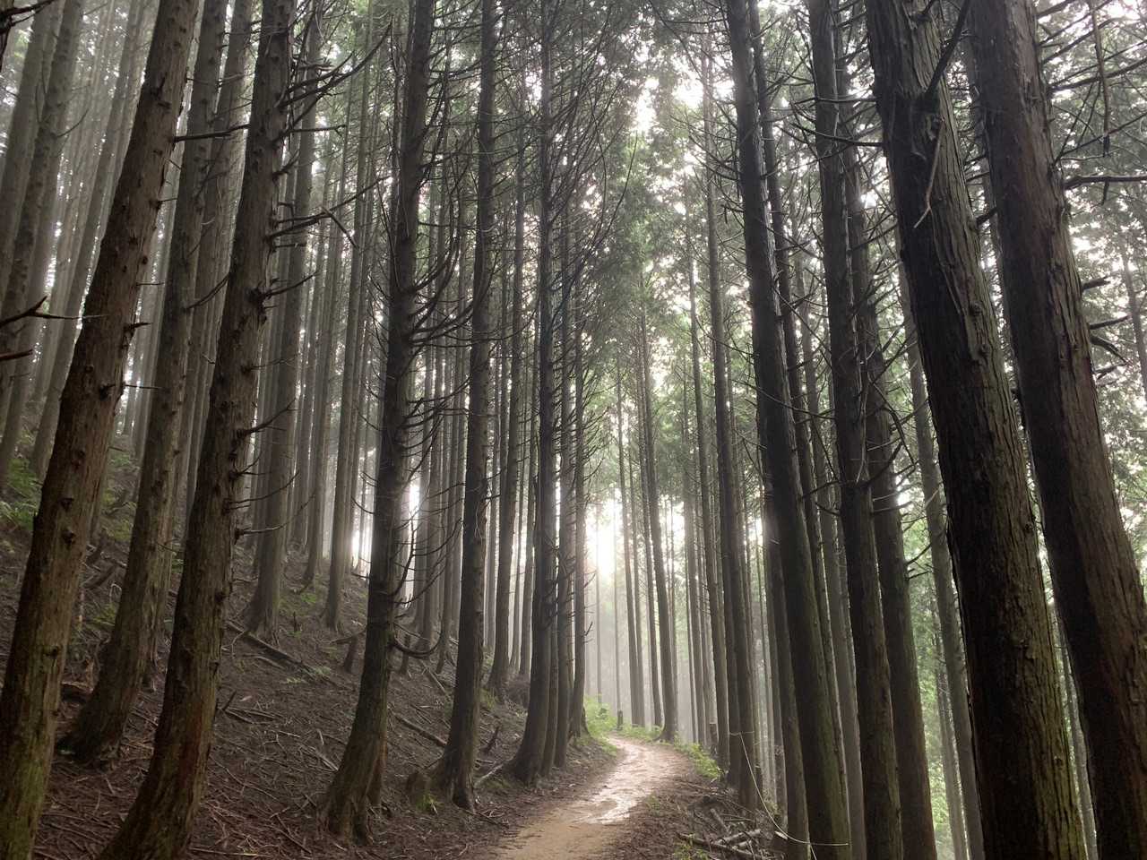 水越峠-金剛山-転法輪寺-金剛山葛木神社 周回コースの写真