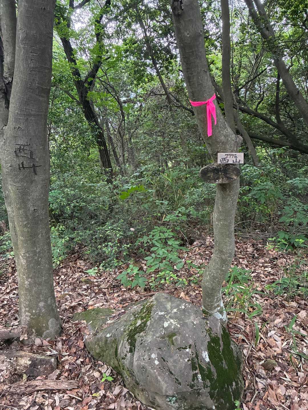 ふれあいの森入口-尾張白山-西山 往復コースの写真
