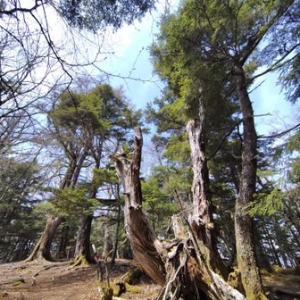 🌲原生林の間を抜けて櫛形山の最高点が見えて来た💡