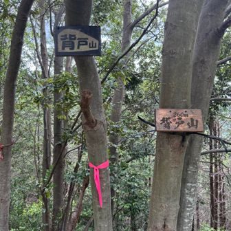 梅山から派生する南の髭の先、背戸山に到着💨