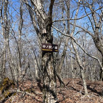 こちらは樹林帯