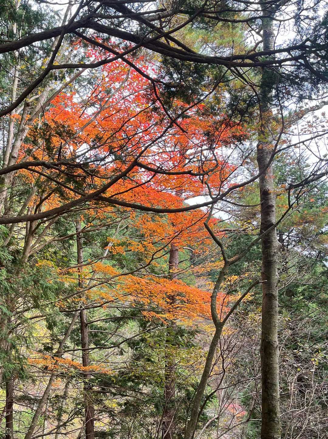 たまーに紅葉が🍁