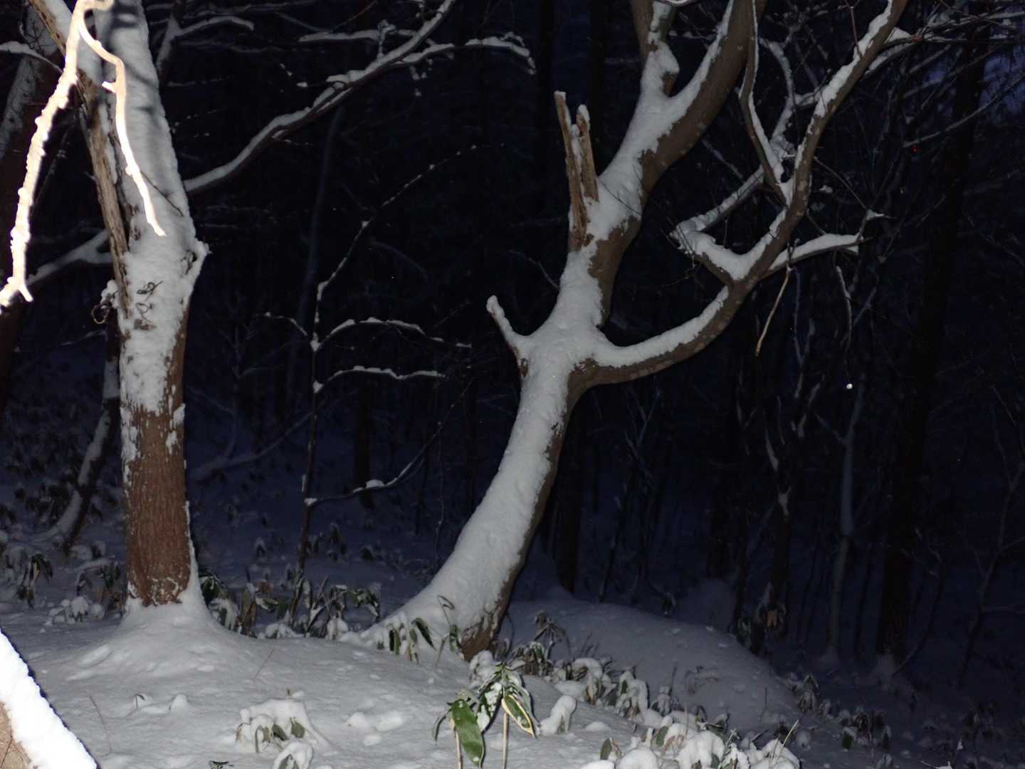 踊っているように見えるので　ダンシングツリー