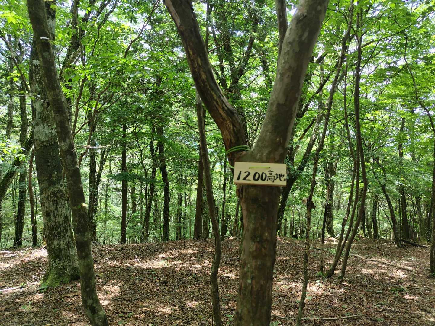 天狗棚-1200高地 往復コースの写真