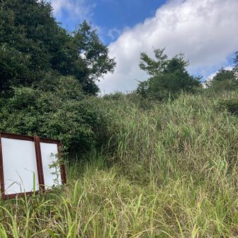高さ約170センチ