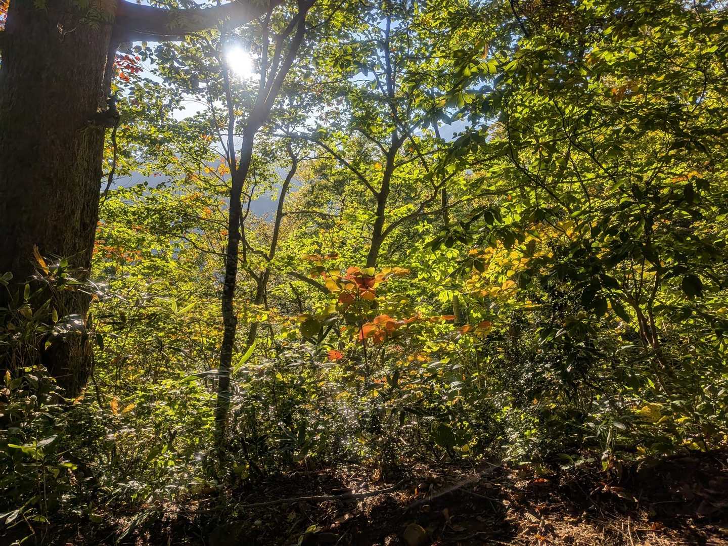 登山道の紅葉も進み始めています🍁