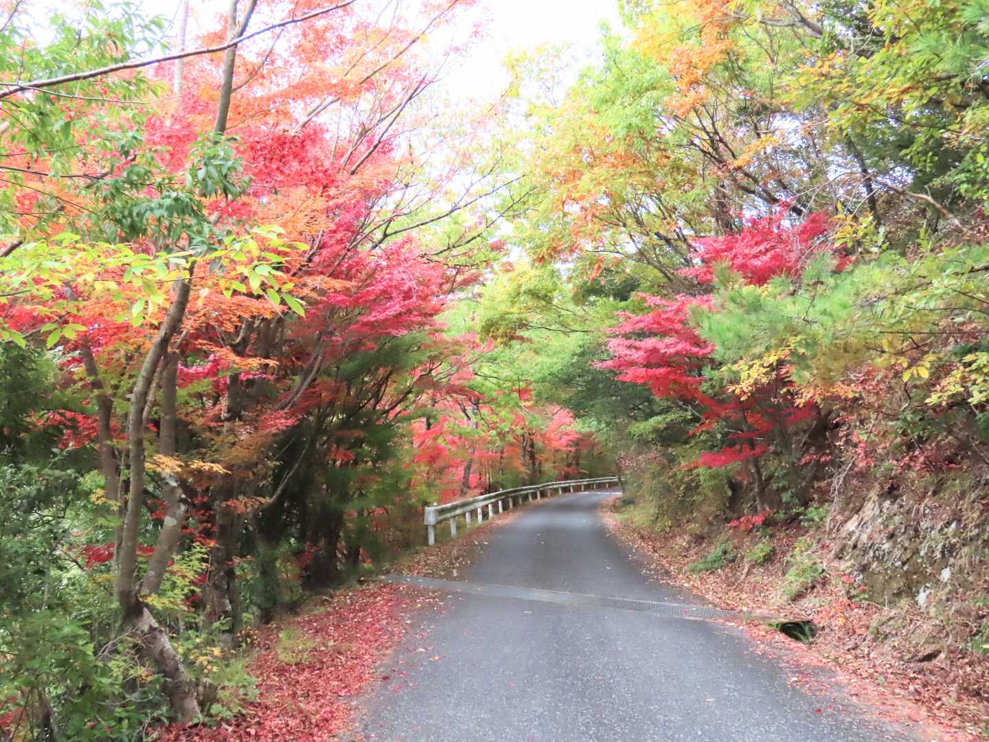 車道、本当モミジが多い🍁