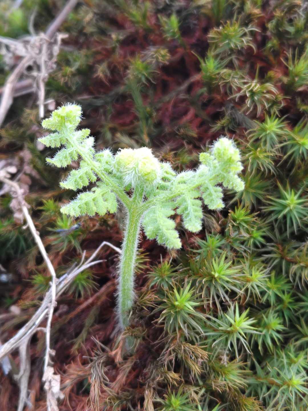シダの新芽🌱
バンザイポーズみたいで、めちゃくちゃ可愛いんだけど🤣