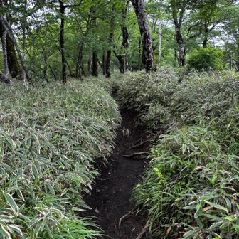 丹沢〜塔ノ岳間の往路この辺りで、猫？とおぼしき動物が私と反対方向からくる人におののいて、両者の間を右往左往したあげく、笹薮に飛び込んだのですが、
なんと、こぎつね🦊でした。
笹の葉で怪我しなかったかなあ？びっくりさせてしまってごめんよぉと往路を思い出しながら通過