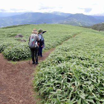 和田山への分岐