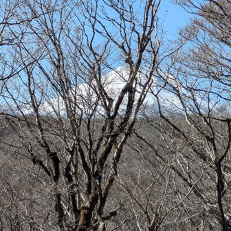 木々の間からも富士山
