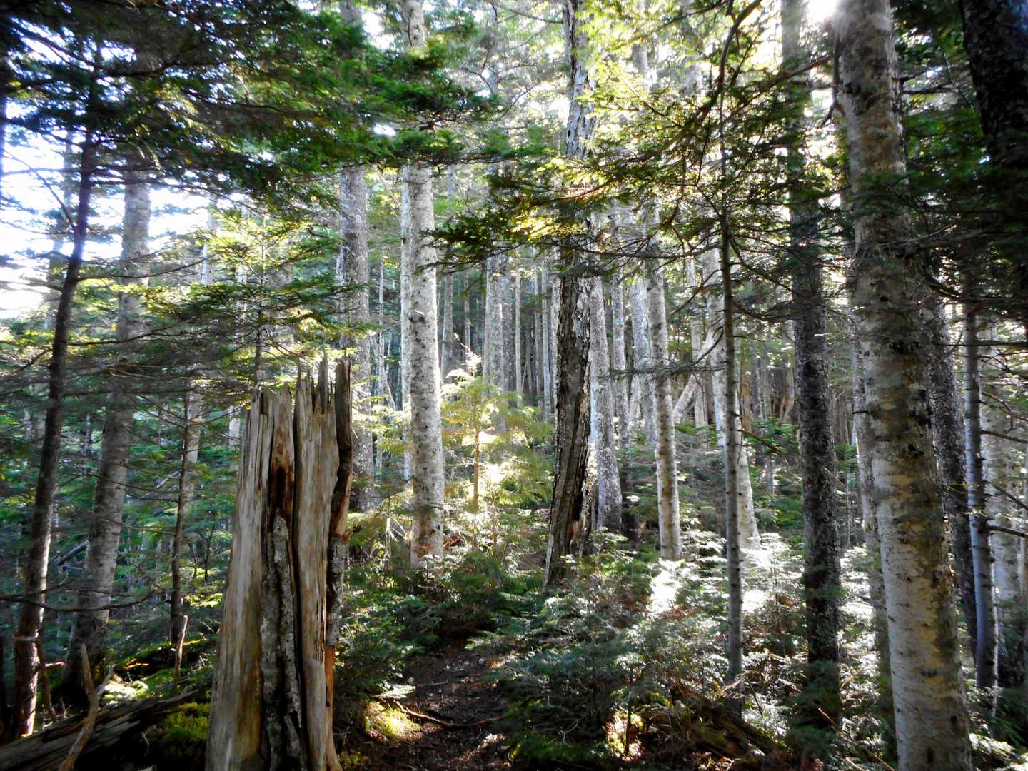 アサヨ峰（北沢峠）＜栗沢山＞の写真
