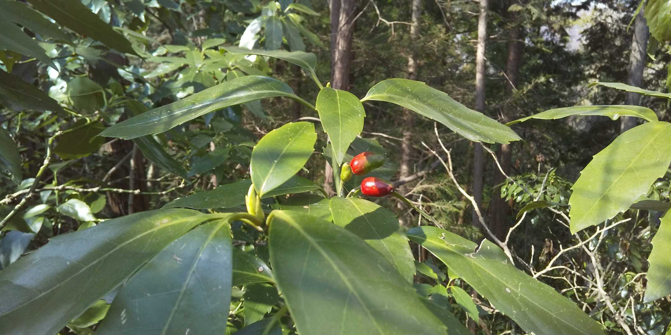 高尾山口駅-草戸峠-草戸山 往復コースの写真