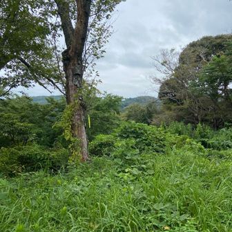 頂上からの眺望…前来た時はここまで茂っていなかった