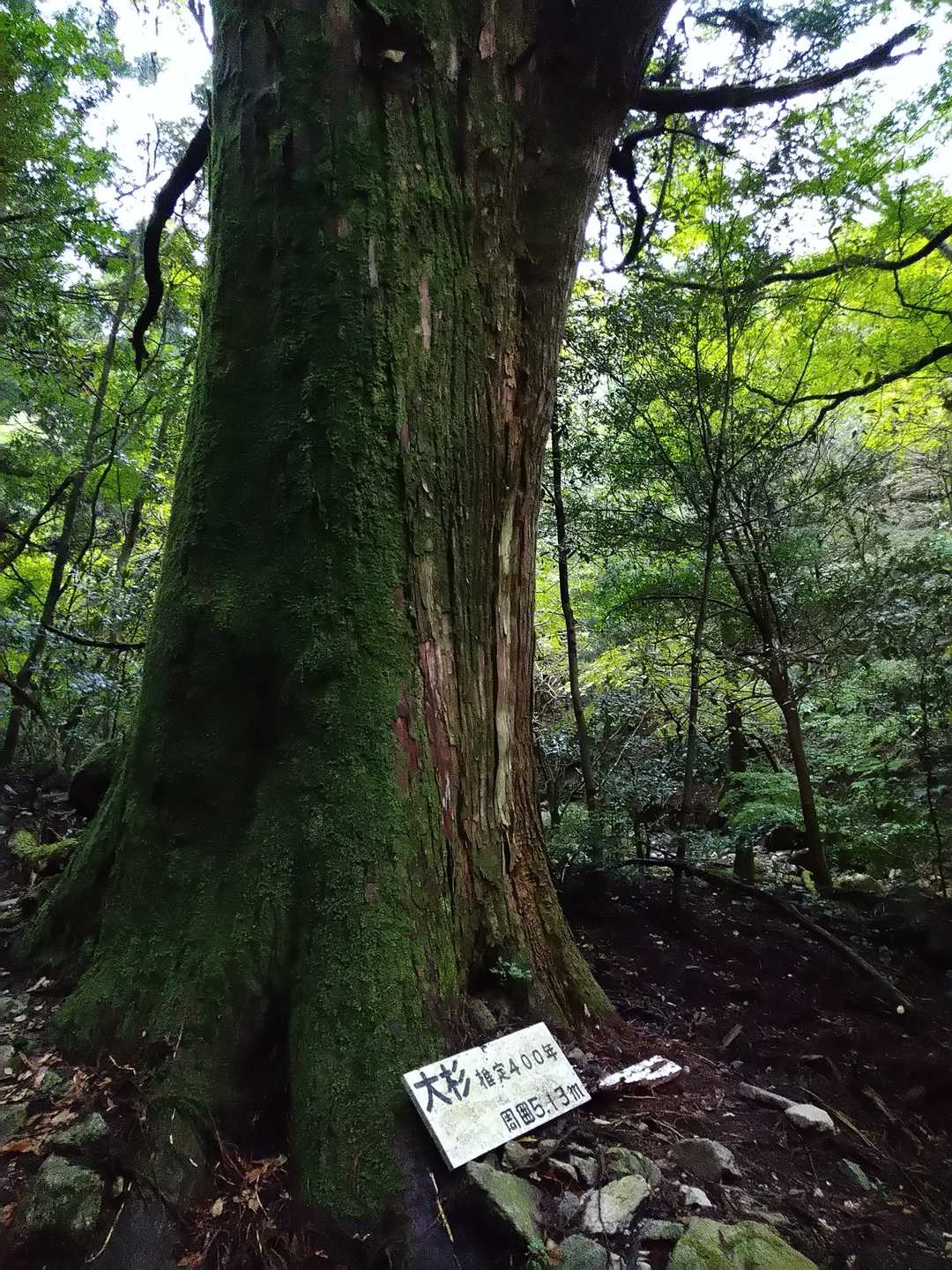 大杉の向う岸をイノシシが猛ダッシュで走り去った🐗(@@)
