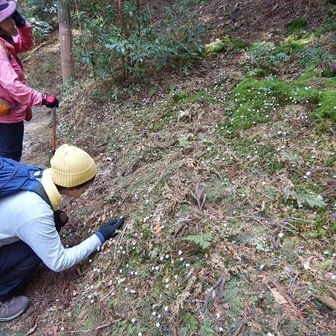 「こんなに咲いてるとありがたみがなくなるね」
と言いながら撮影中
