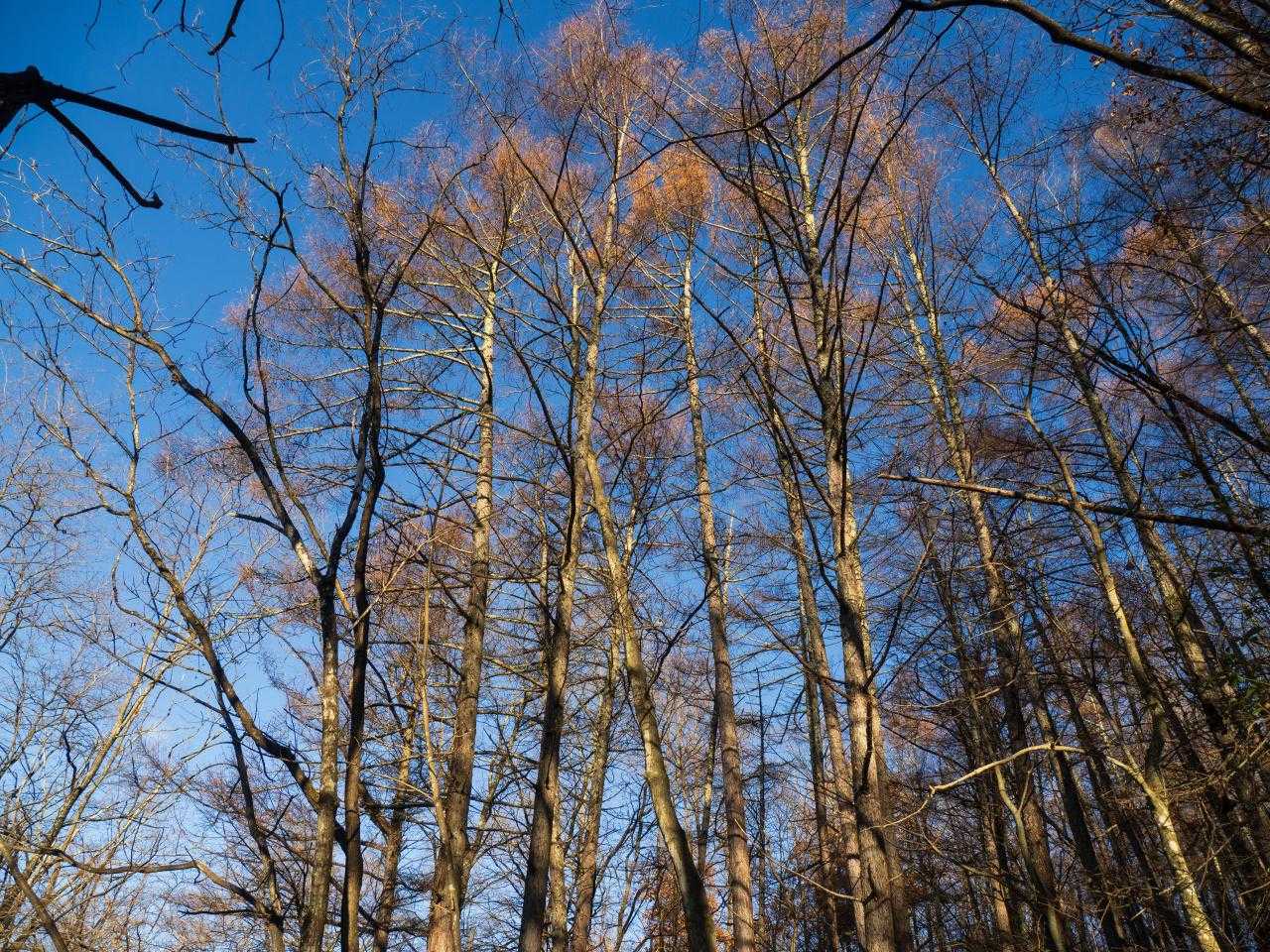 カラマツなどの落葉樹がずっと続く。紅葉シーズンすばらしいだろう
