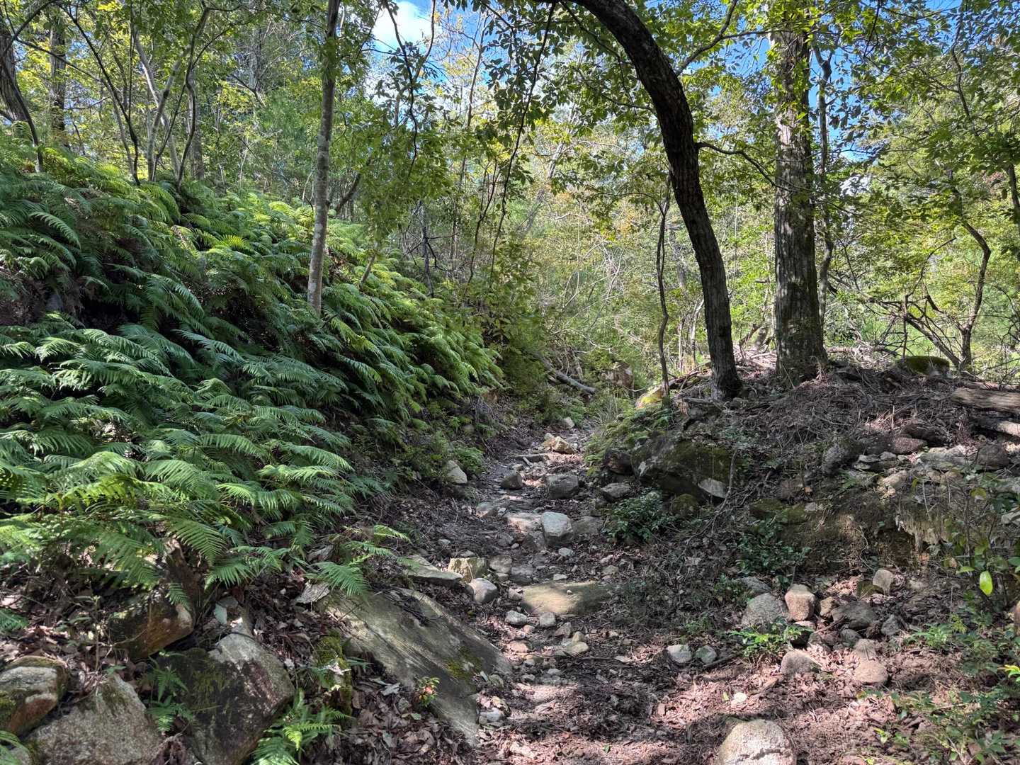 山道らしくなってきました。