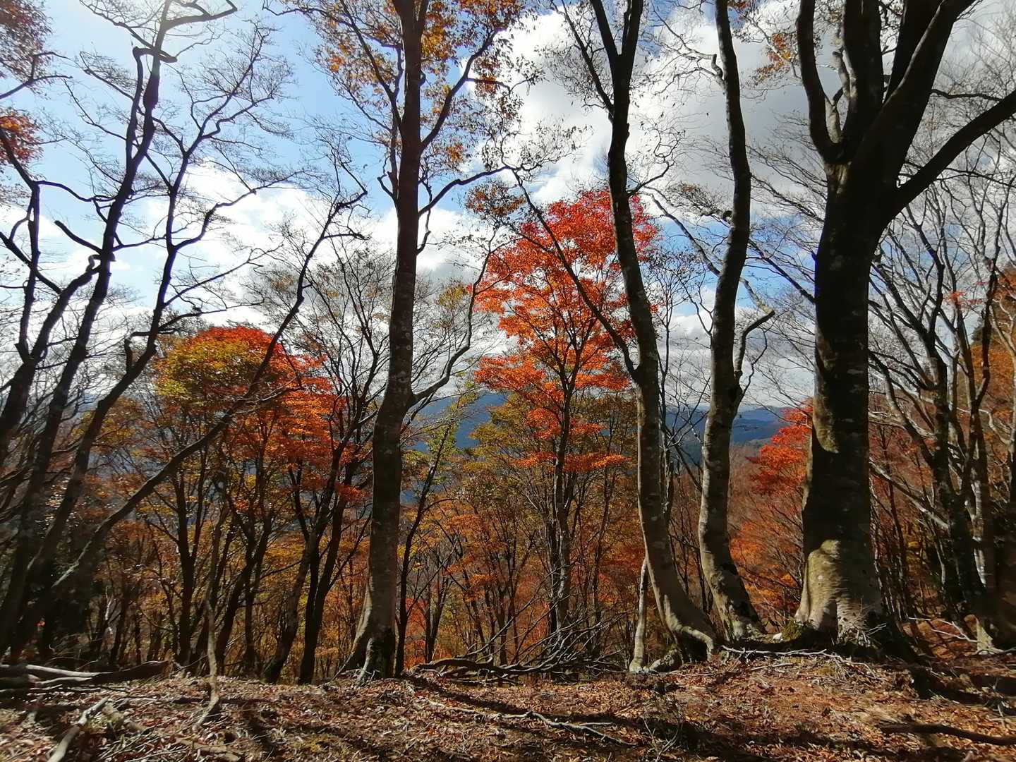 この尾根道の両側の紅葉が美しいのなんのって❣️