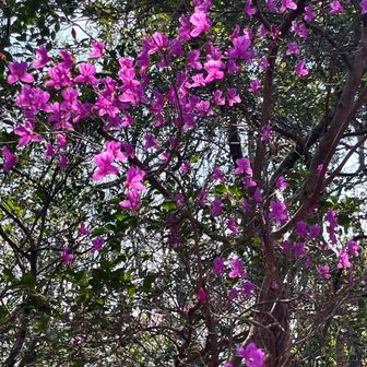 🌸コバノミツバツツジ　綺麗に咲いてる🥰　すごく素敵な色合い🌸✨