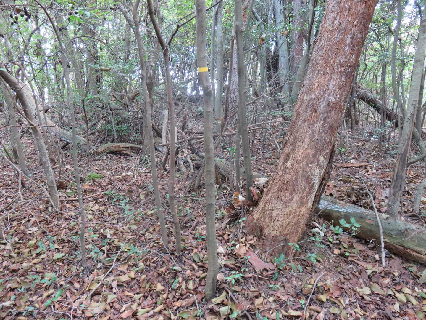 ここがおそらく山頂です。景観ゼロです。