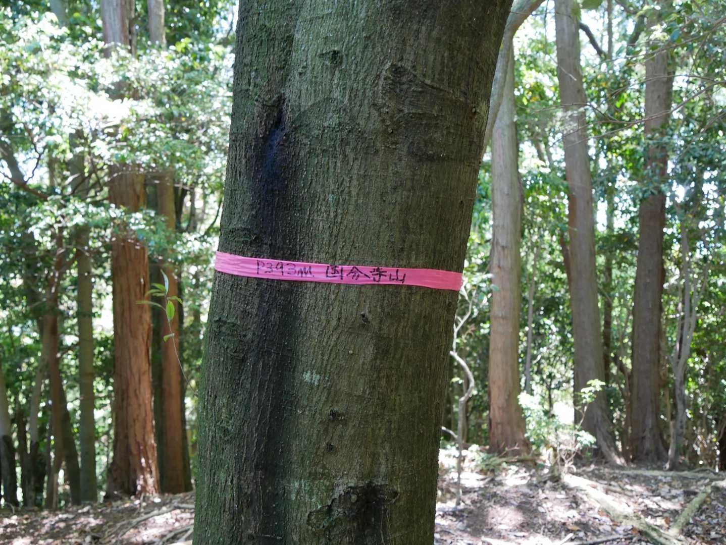 国分寺山登頂しましたー✌️
393m⛰️