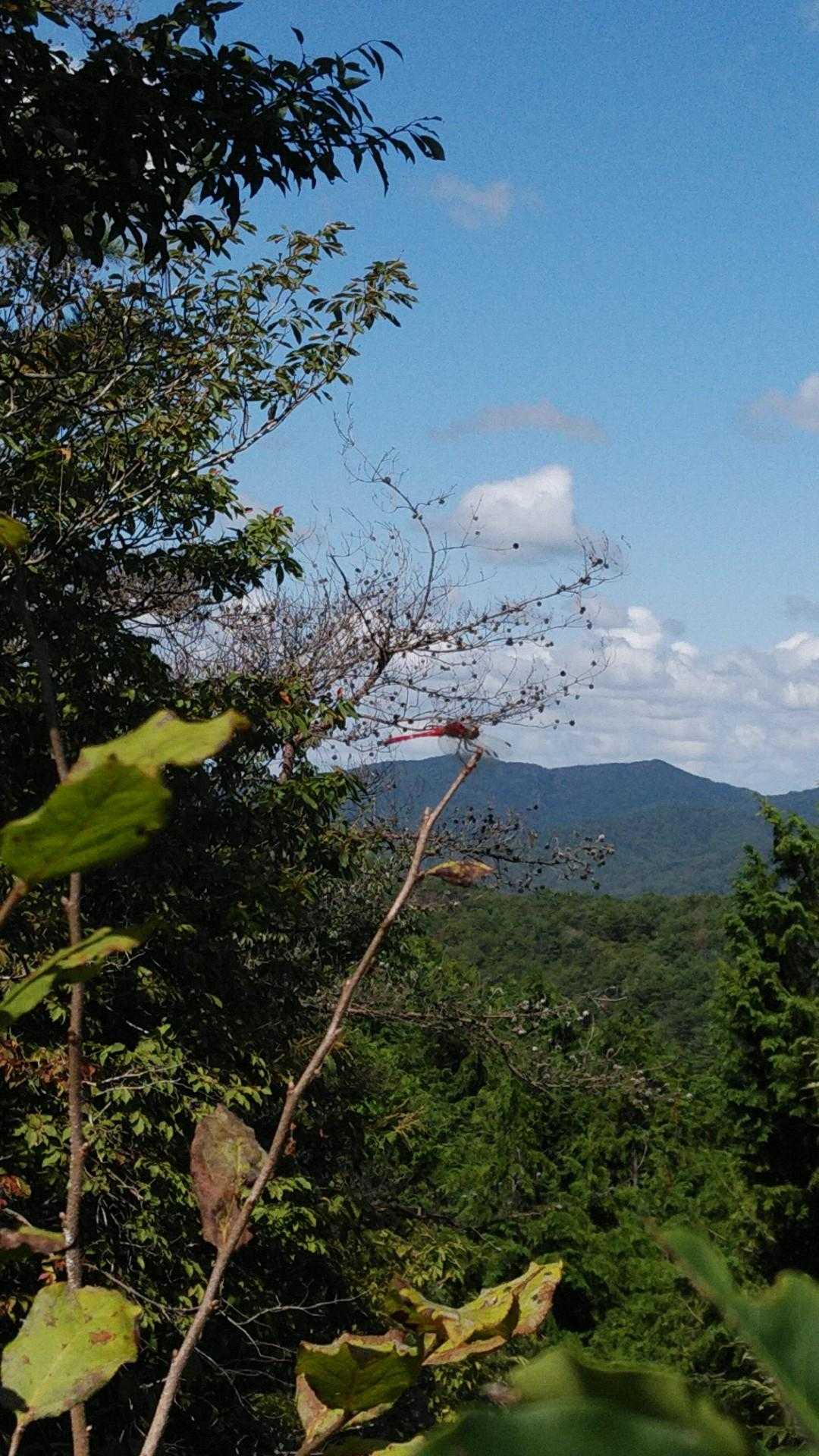 赤トンボ。