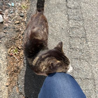 コロッケ持ってたら追いかけられました