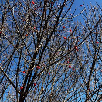 枝に…小さな朱⁈赤⁈い実が沢山