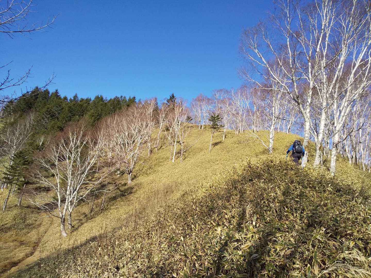 膝下位の笹🌿漕いで行ってます💦