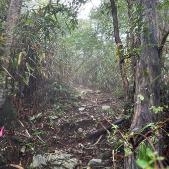 足谷分岐からこちらへ。まだメンバーさんの姿は見えず。